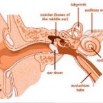 Ear Chart Ear Canal Anatomy