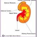 Kidney