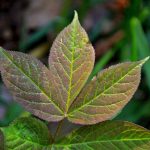 poison ivy